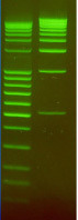 DNA-Stain-Clear-G.jpg