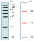 VisiBlot-39260-b.jpg