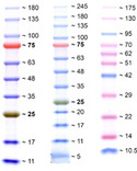 Color-Protein-Standards.jpg