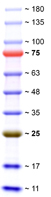 Product Image SERVA Triple Color Protein-Standard II_