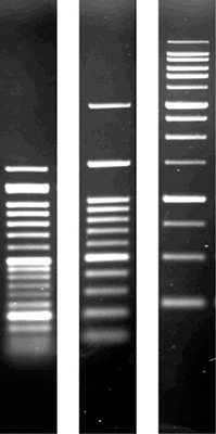 Product Image Agarose SERVA_reinst