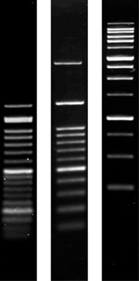 Product Image Agarose SERVA Premium_Molekularbiologie-Qualität