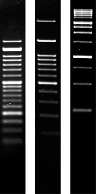 Product Image Agarose SERVA für PCR Low Melting_Molekularbiologie-Qualität