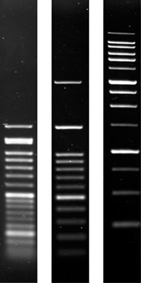 Product Image Agarose SERVA Wide Range_Molekularbiologie-Qualit&auml;t