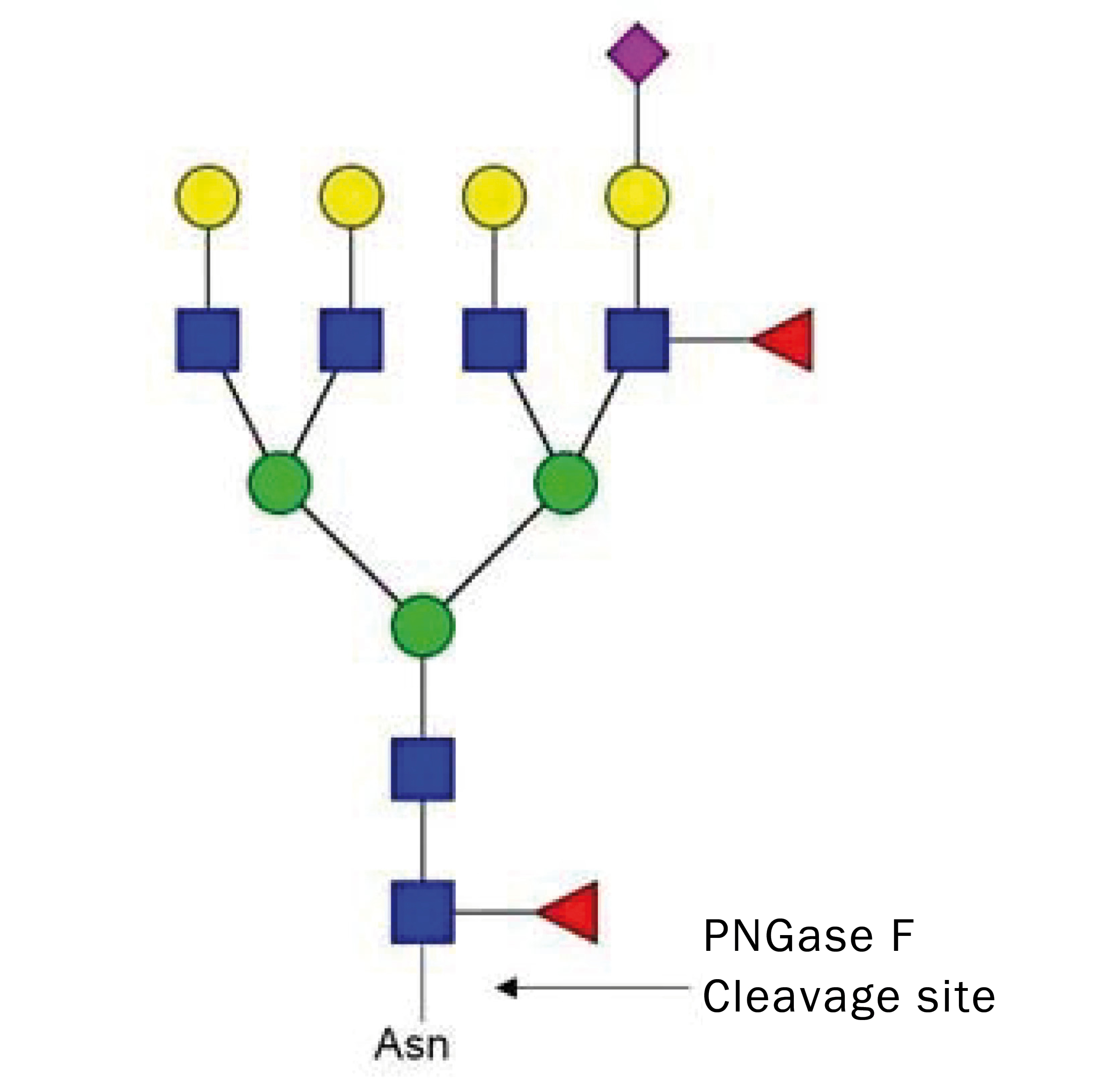 Product Image PNGase F, rekombinant_Lösung