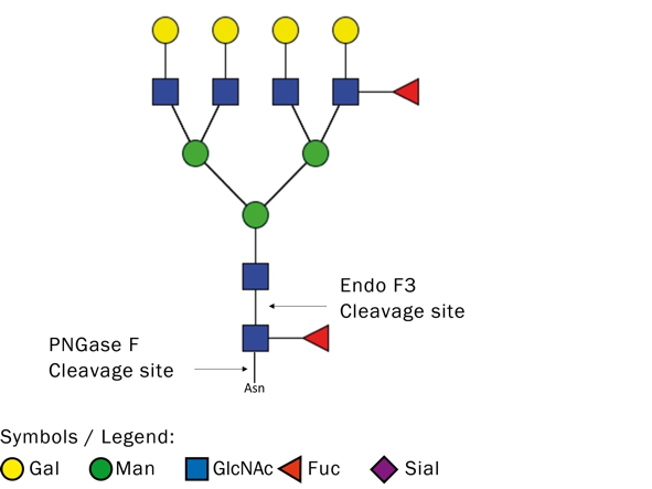 Product Image Endo F3, rekombinant_lyophilisiert