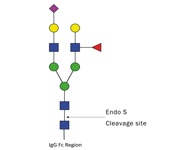 Product Image Endo S, rekombinant_lyophilisiert