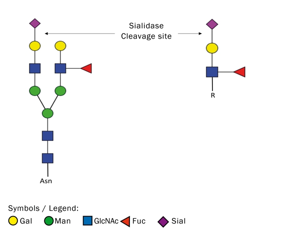 Product Image Sialidase, rekombinant_lyophilisiert