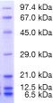 Product Image Proteintestmischung 6 für SDS PAGE_