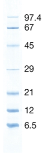 Product Image SERVA Ungefärbter Protein-Standard 6,5 - 97 kDa_