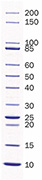Product Image SERVA Ungefärbter Protein-Standard IV_