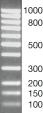 Product Image SERVA DNA-Standard 100 Bp-Leiter äquimolar, lyophilisiert_