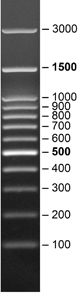 Product Image SERVA FastLoad 100 bp DNA-Leiter_