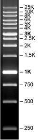 Product Image SERVA FastLoad 1 kb  DNA-Leiter_