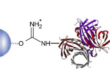 EL_BL_BM_BIO_F.jpg