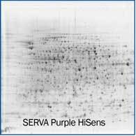 SERVA Purple HiSens V2.jpg