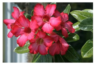 Blume