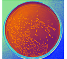 Colony-plate-a.png
