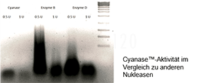 Cyanase