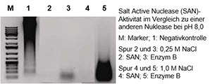 Salt Active Nuclease