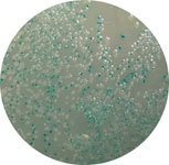 XGalIPTG-White-Blue-colonie.jpg