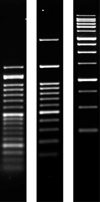 Product Image Agarose SERVA for PCR_molecular biology grade