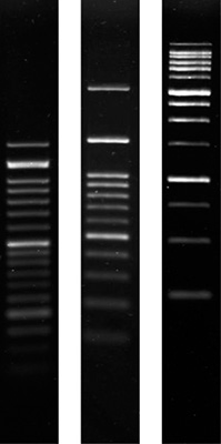 Product Image Agarose SERVA 3:1_molecular biology grade
