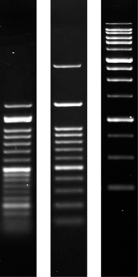 Product Image Agarose SERVA Low Melting_research grade