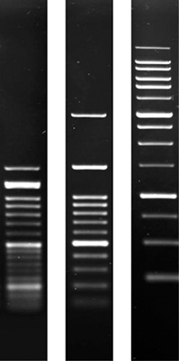 Product Image Agarose SERVA for DNA Electrophoresis_research grade