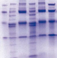 Protease-Inhibitor-Mix.jpg