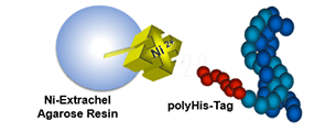 Ni-Extrachel-Agarose-Resin-305x120.png