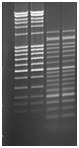 Agarose_SERVA.jpg