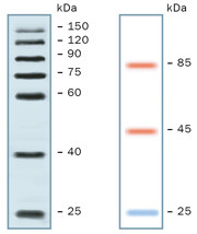 VisiBlot-39260.jpg