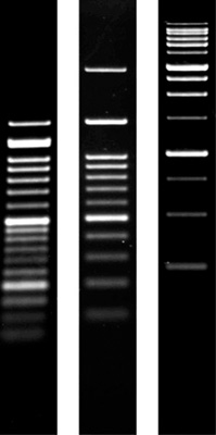 Product Image Agarose SERVA Premium Low Melting_molecular biology grade