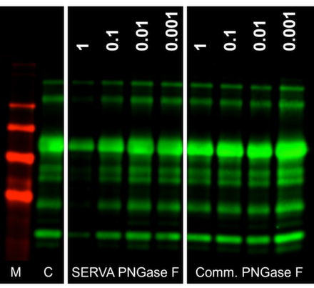 PNGase.png
